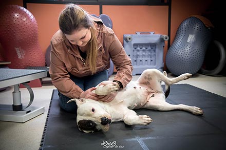 Massage relaxation pour chien