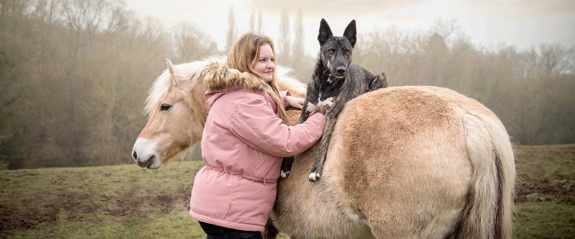 Massage chien - Massage cheval